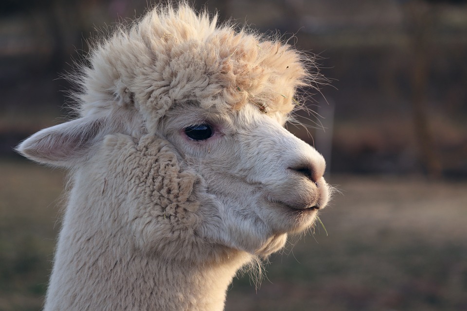 White llama head